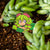 Terraria - Dryad Pin